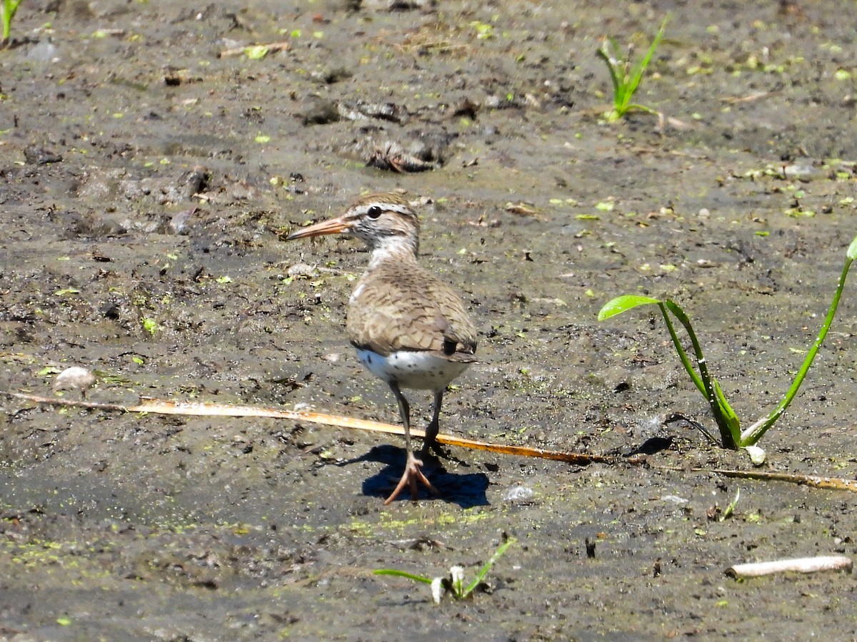 Spotted Sandpiper - ML620416130