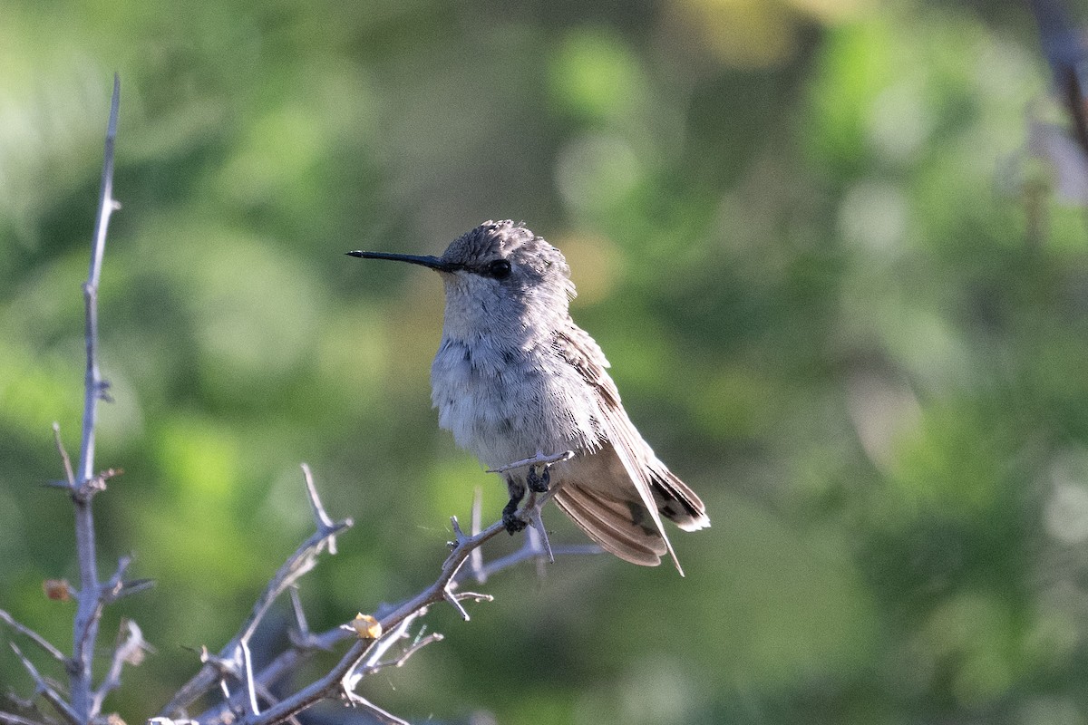 Costa's Hummingbird - ML620416133