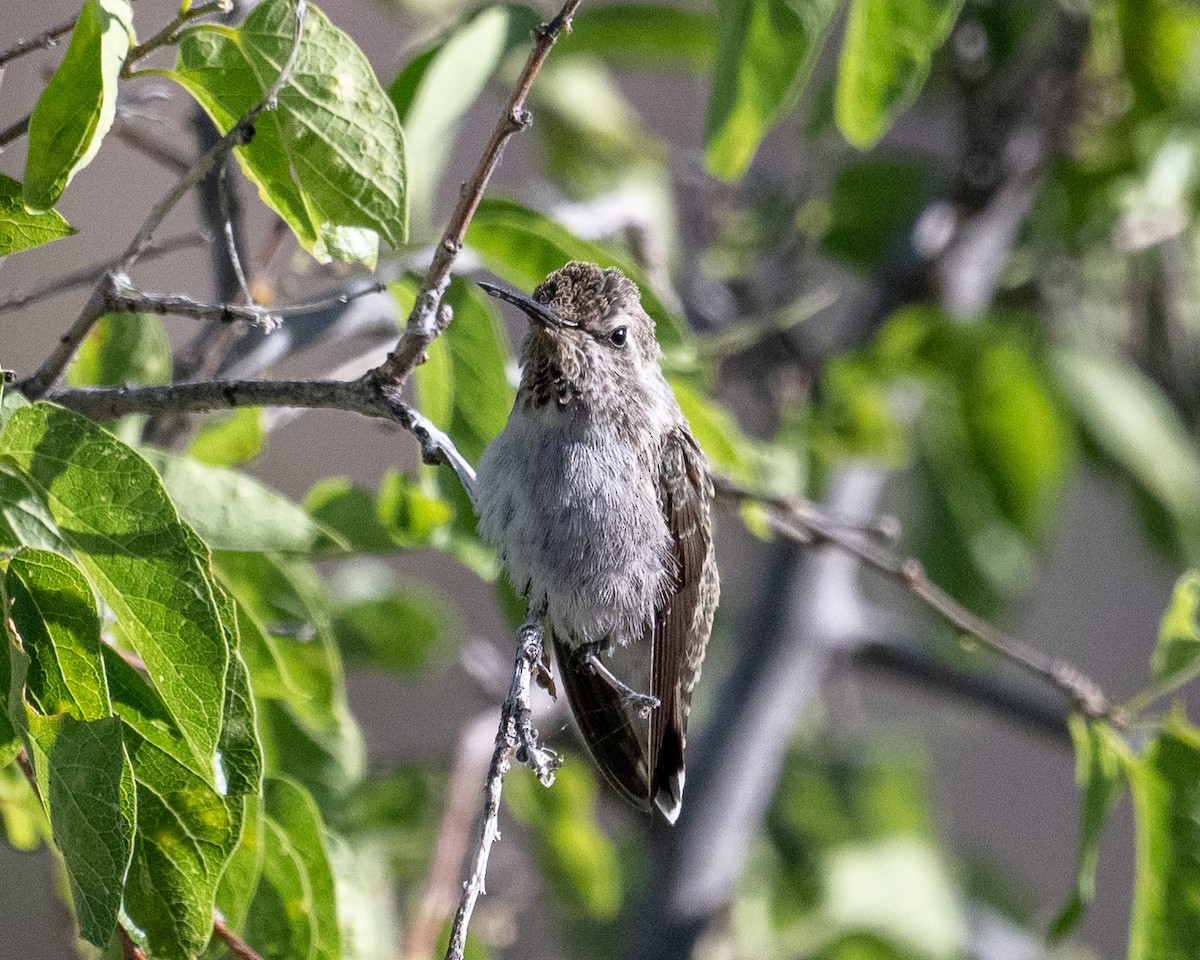 Anna's Hummingbird - ML620416136