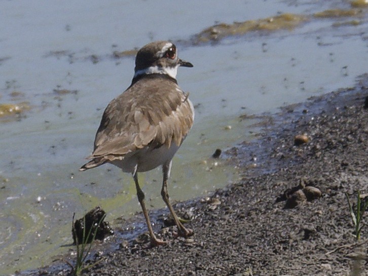 Killdeer - ML620416137