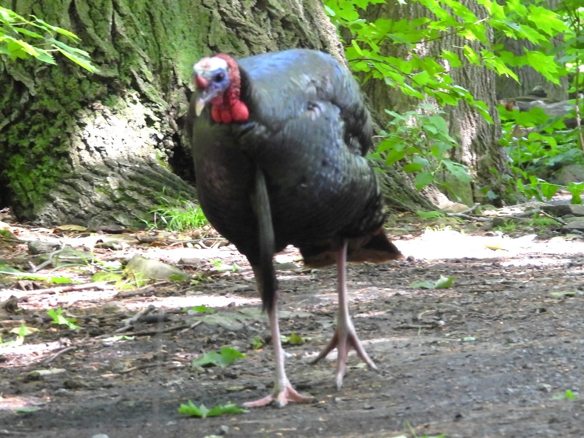 Wild Turkey - ML620416139