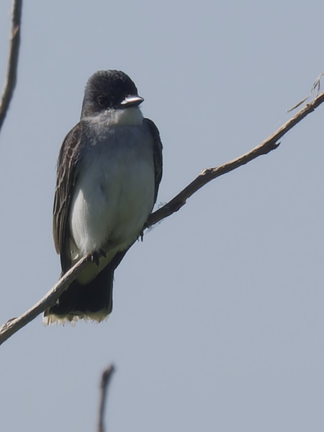 Eastern Kingbird - Ralph Miner