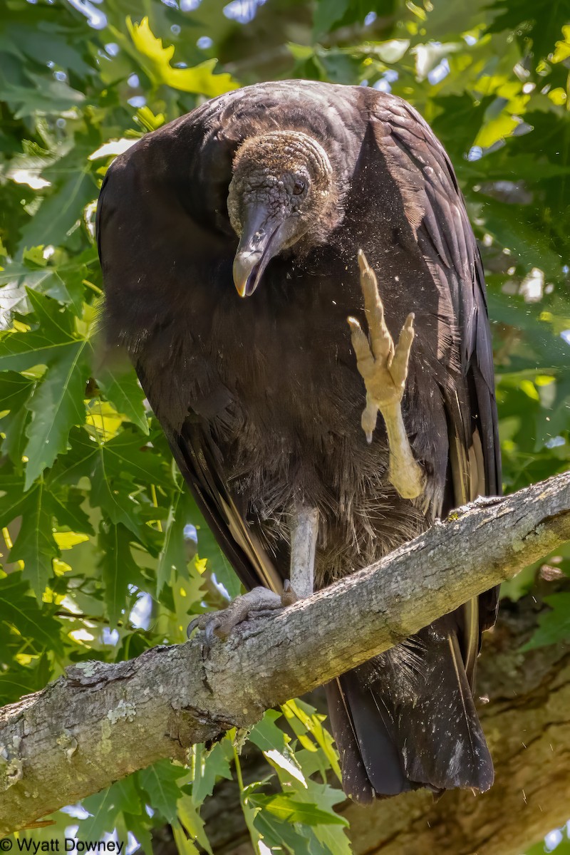 Black Vulture - ML620416150