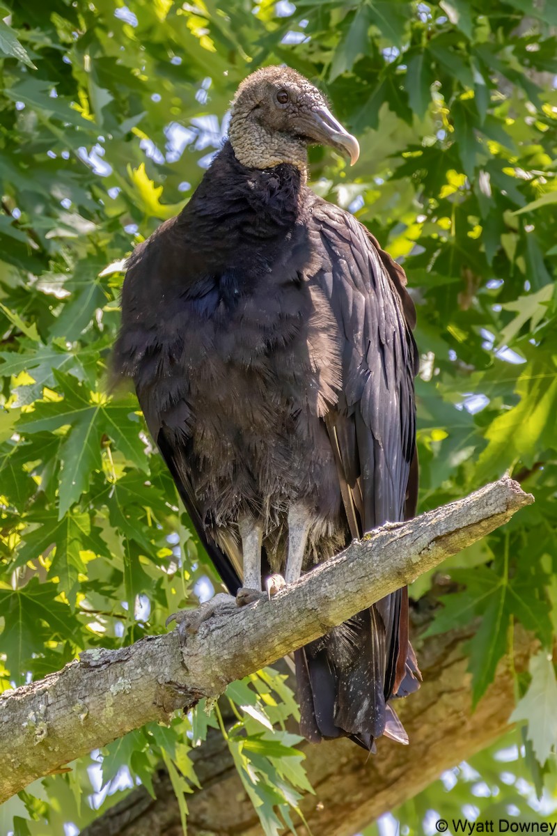 Black Vulture - ML620416152