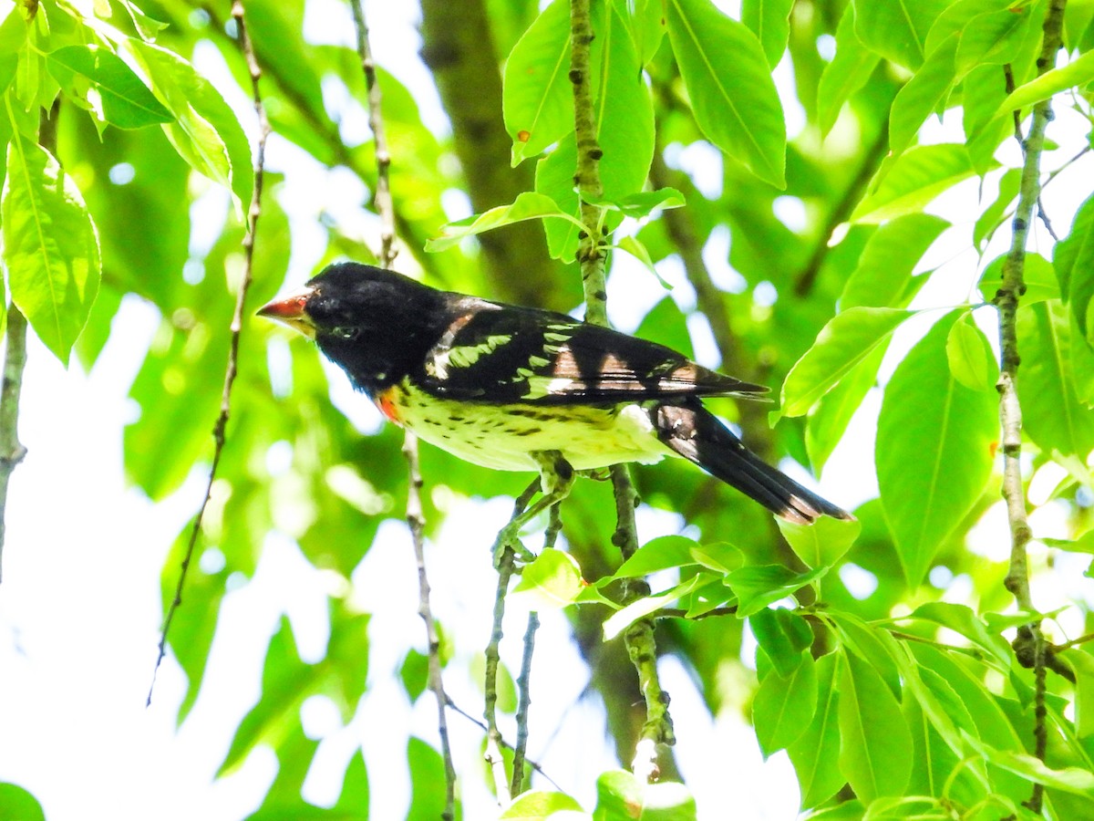 Rose-breasted Grosbeak - ML620416154