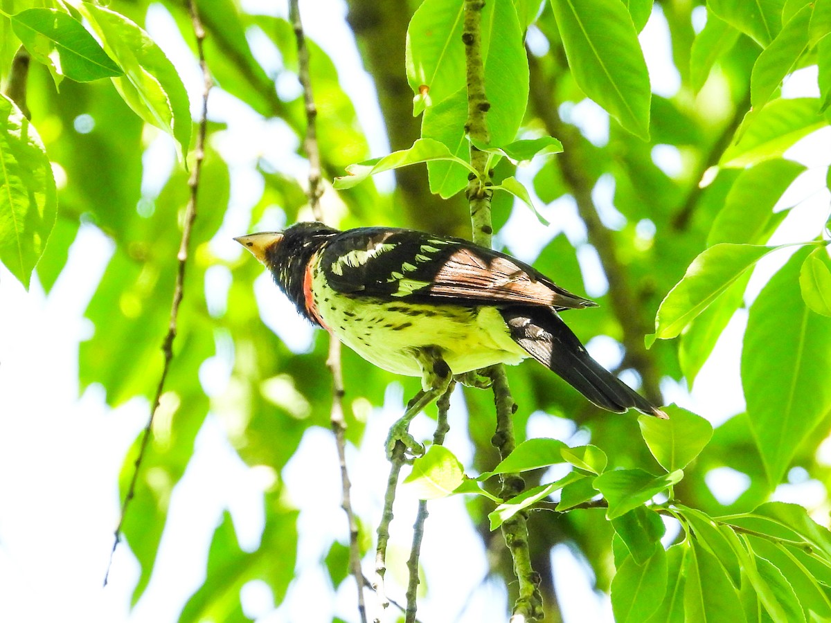 Rose-breasted Grosbeak - ML620416155