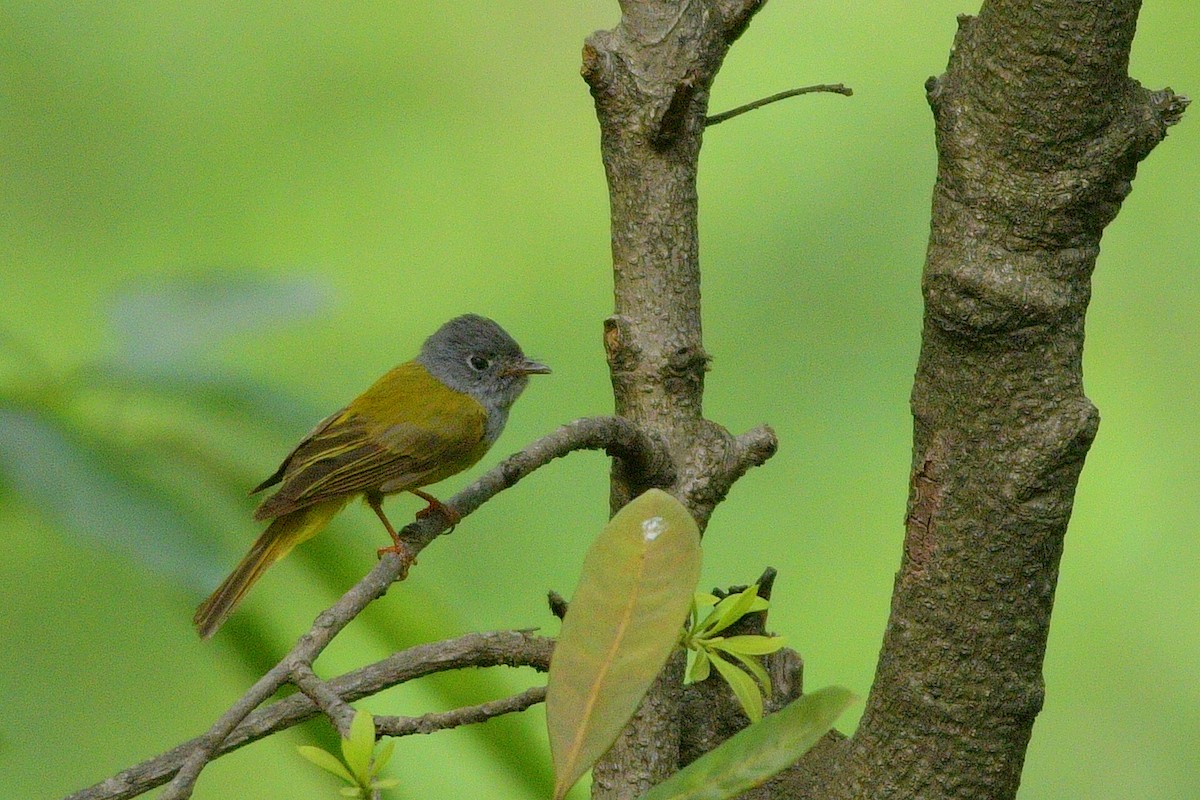 Gray-headed Canary-Flycatcher - ML620416159