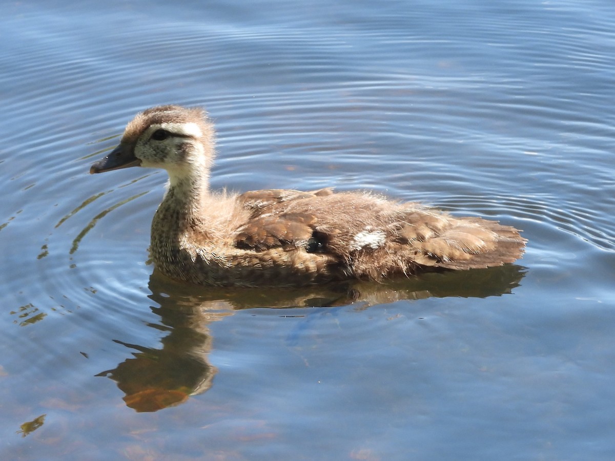 Wood Duck - ML620416164