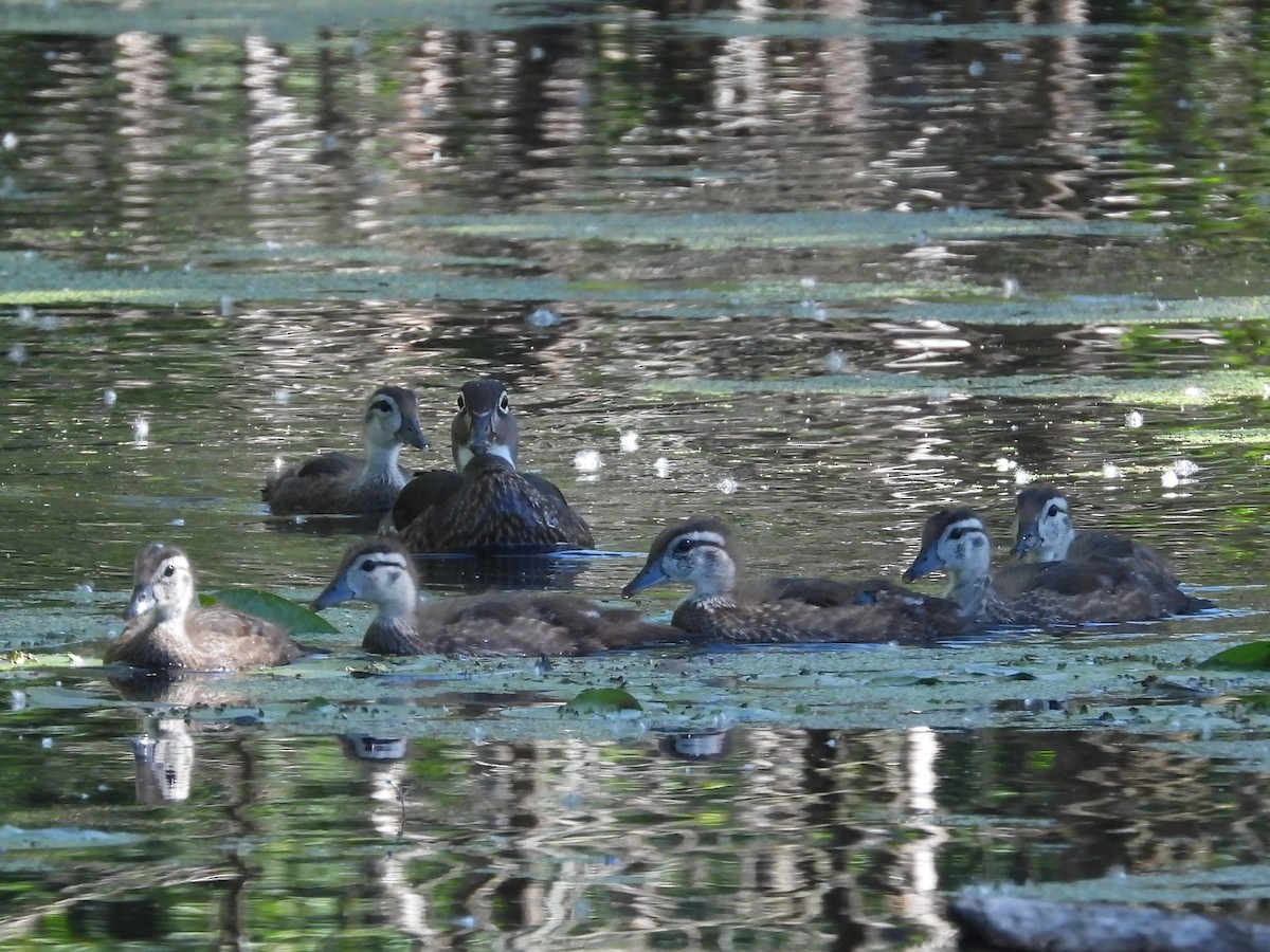 Wood Duck - ML620416168