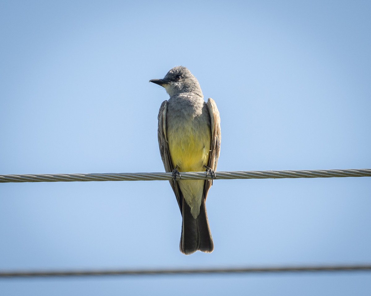 Cassin's Kingbird - ML620416172