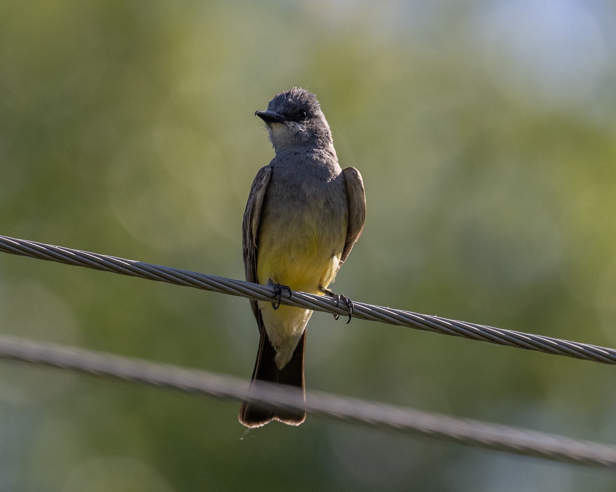 Cassin's Kingbird - ML620416173