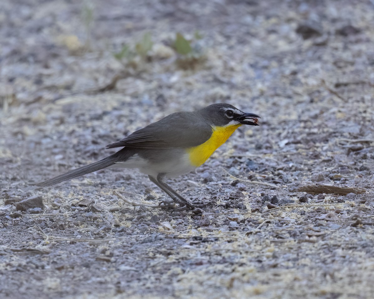 Yellow-breasted Chat - ML620416184