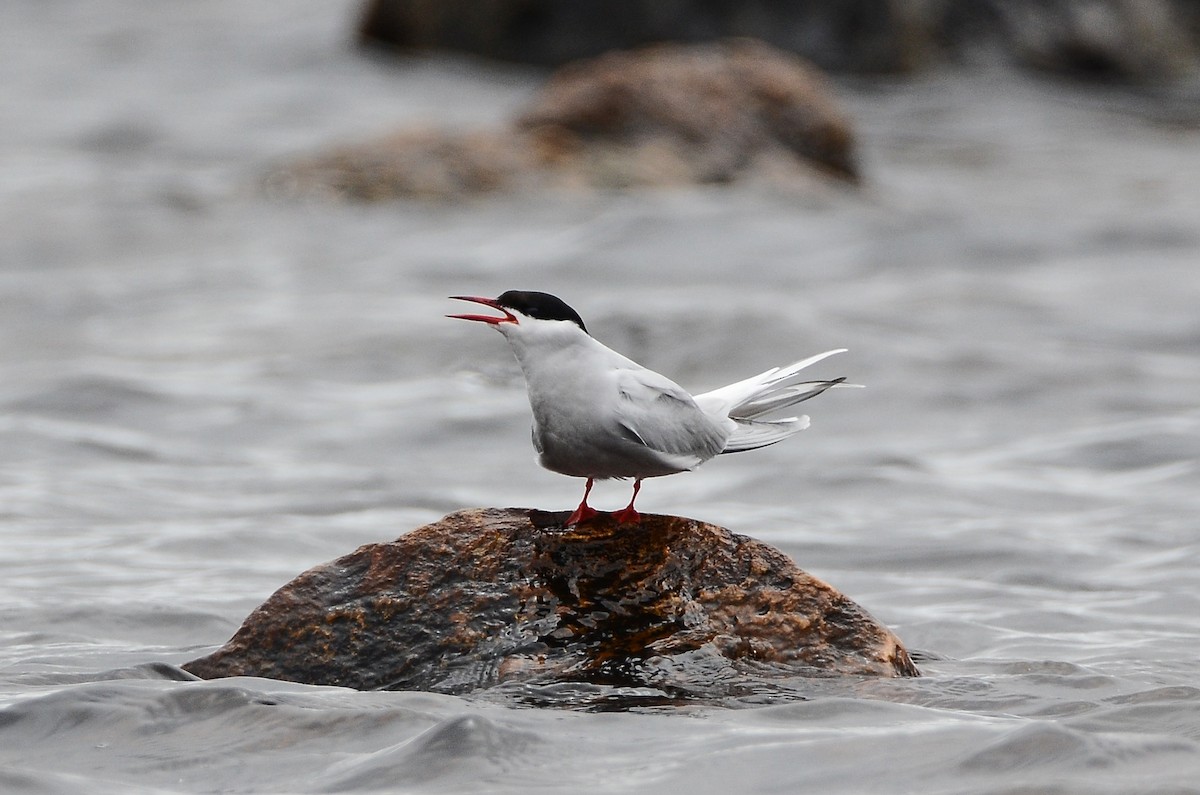 Arctic Tern - ML620416185