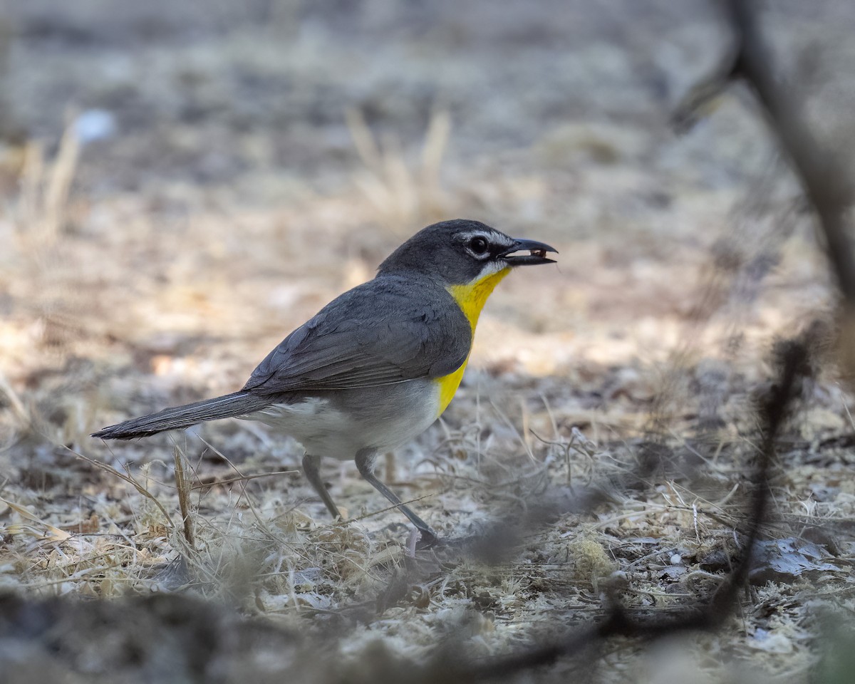 Yellow-breasted Chat - ML620416186