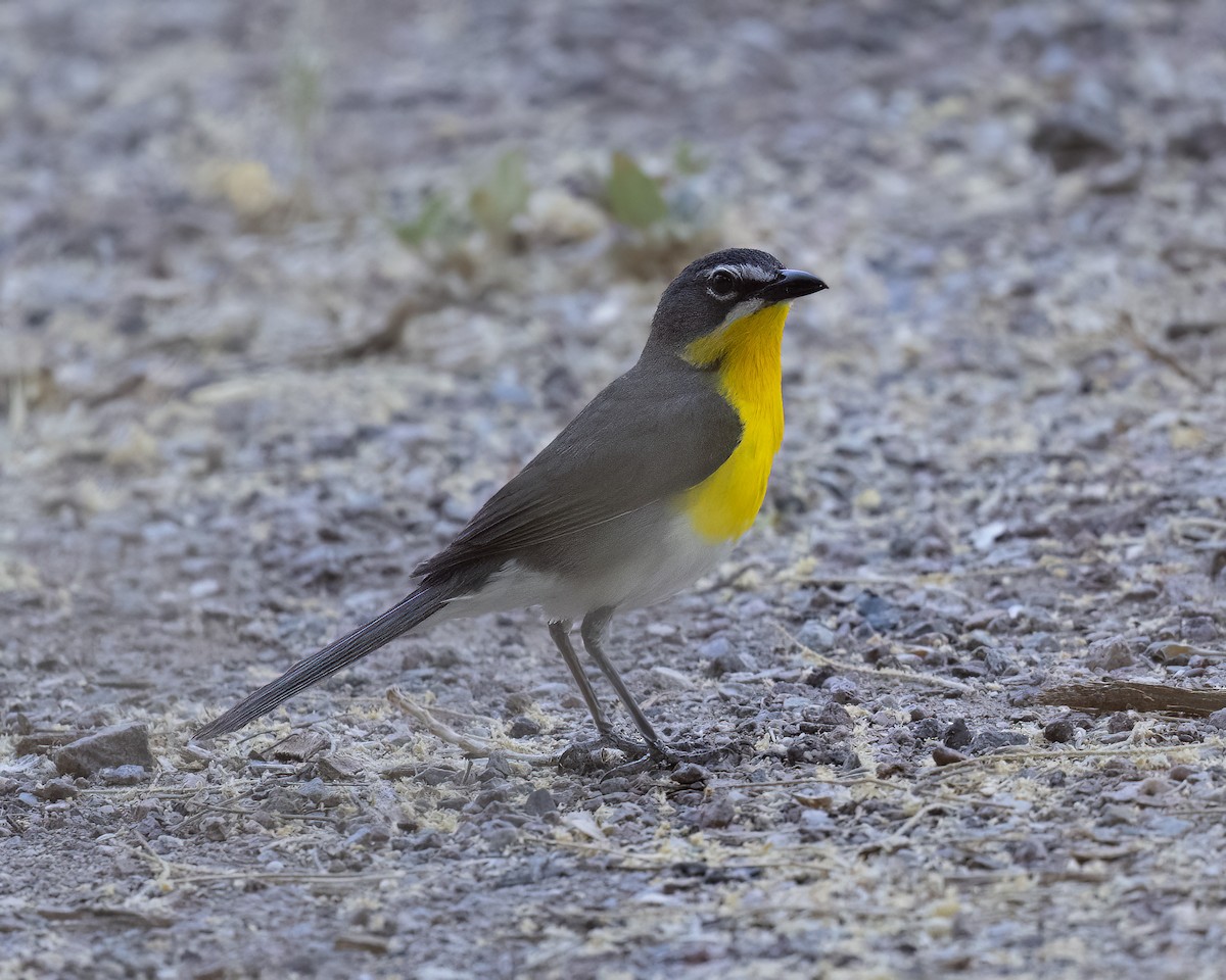 Yellow-breasted Chat - ML620416189
