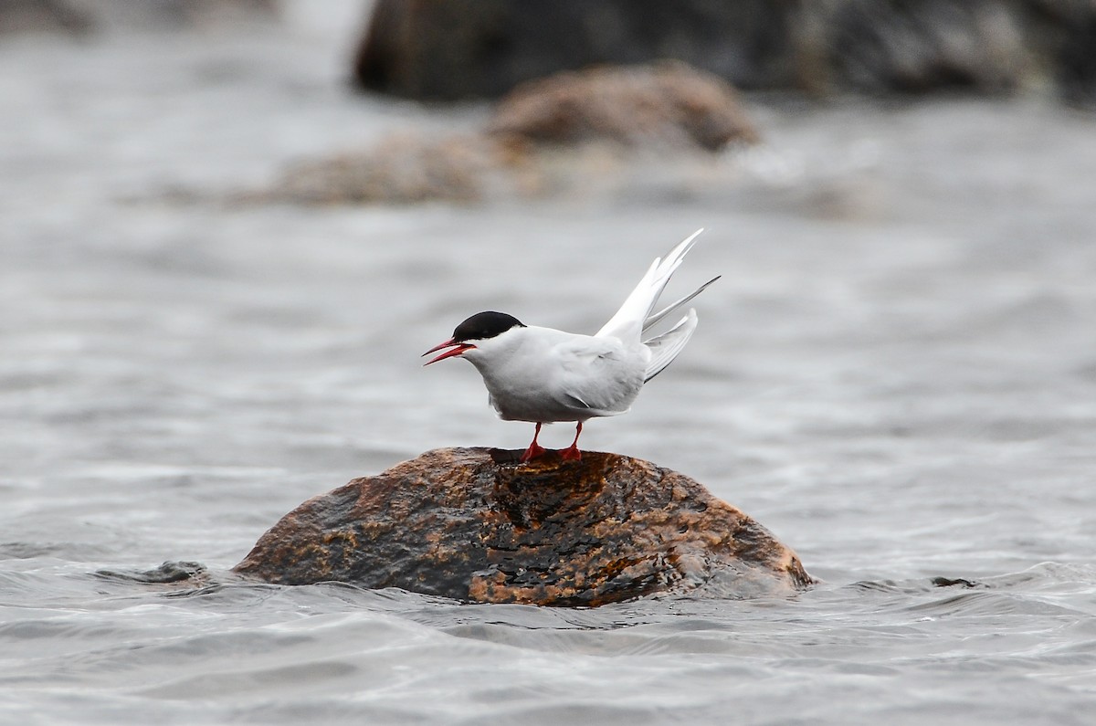 Arctic Tern - ML620416190