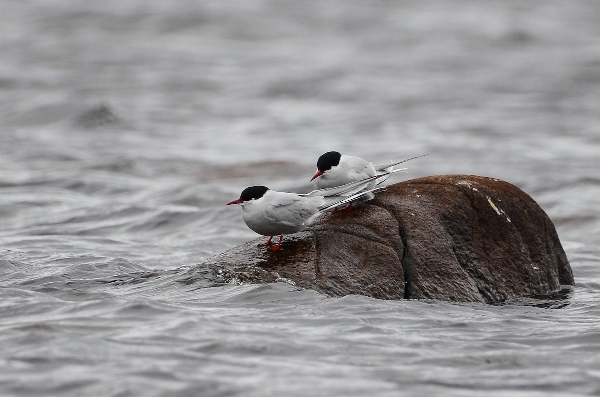 Arctic Tern - ML620416191