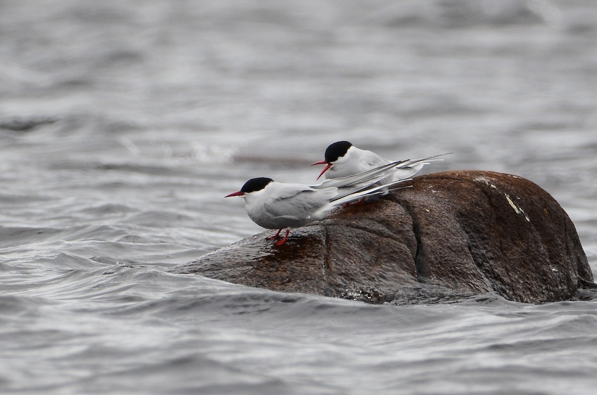 Arctic Tern - ML620416192