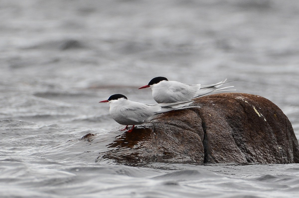 Arctic Tern - ML620416193