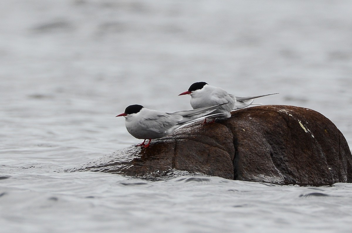 Arctic Tern - ML620416196