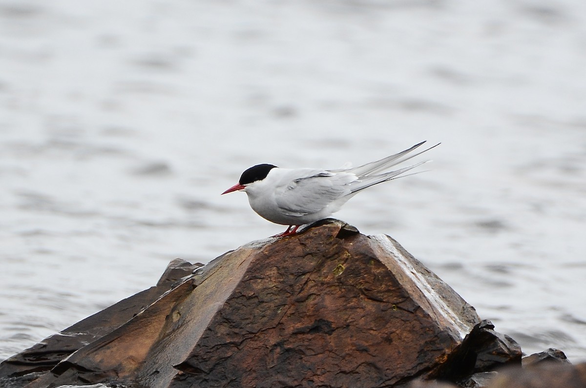 Arctic Tern - ML620416198