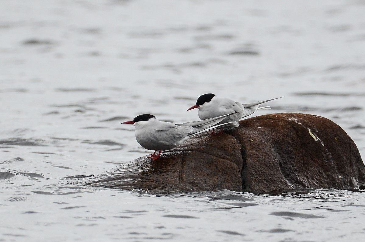 Arctic Tern - ML620416199