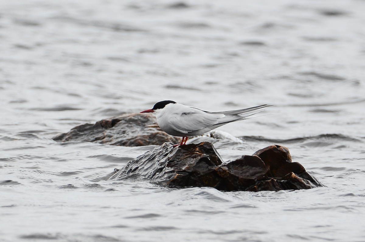 Arctic Tern - ML620416200