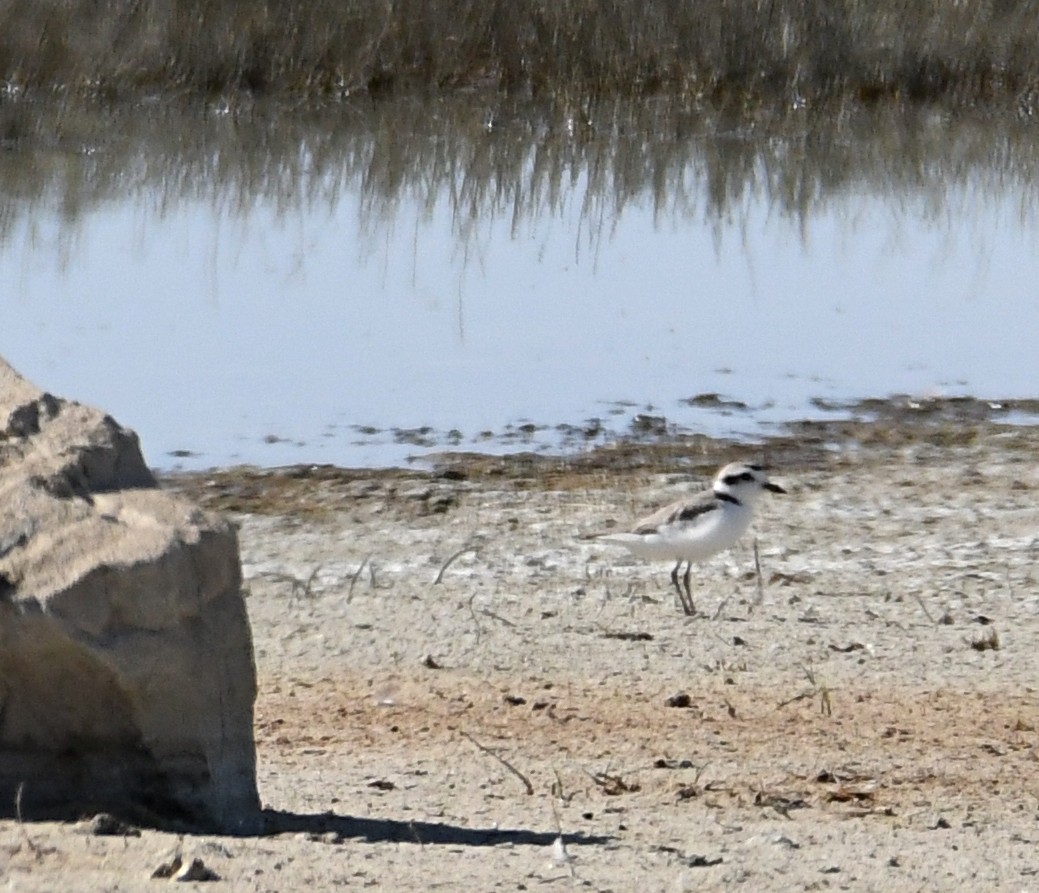 Snowy Plover - ML620416205