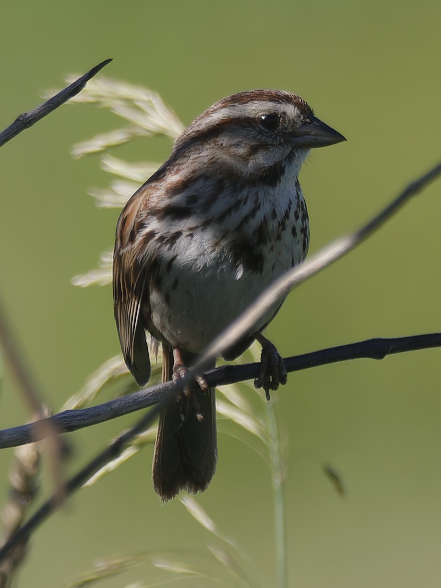 Song Sparrow - ML620416208