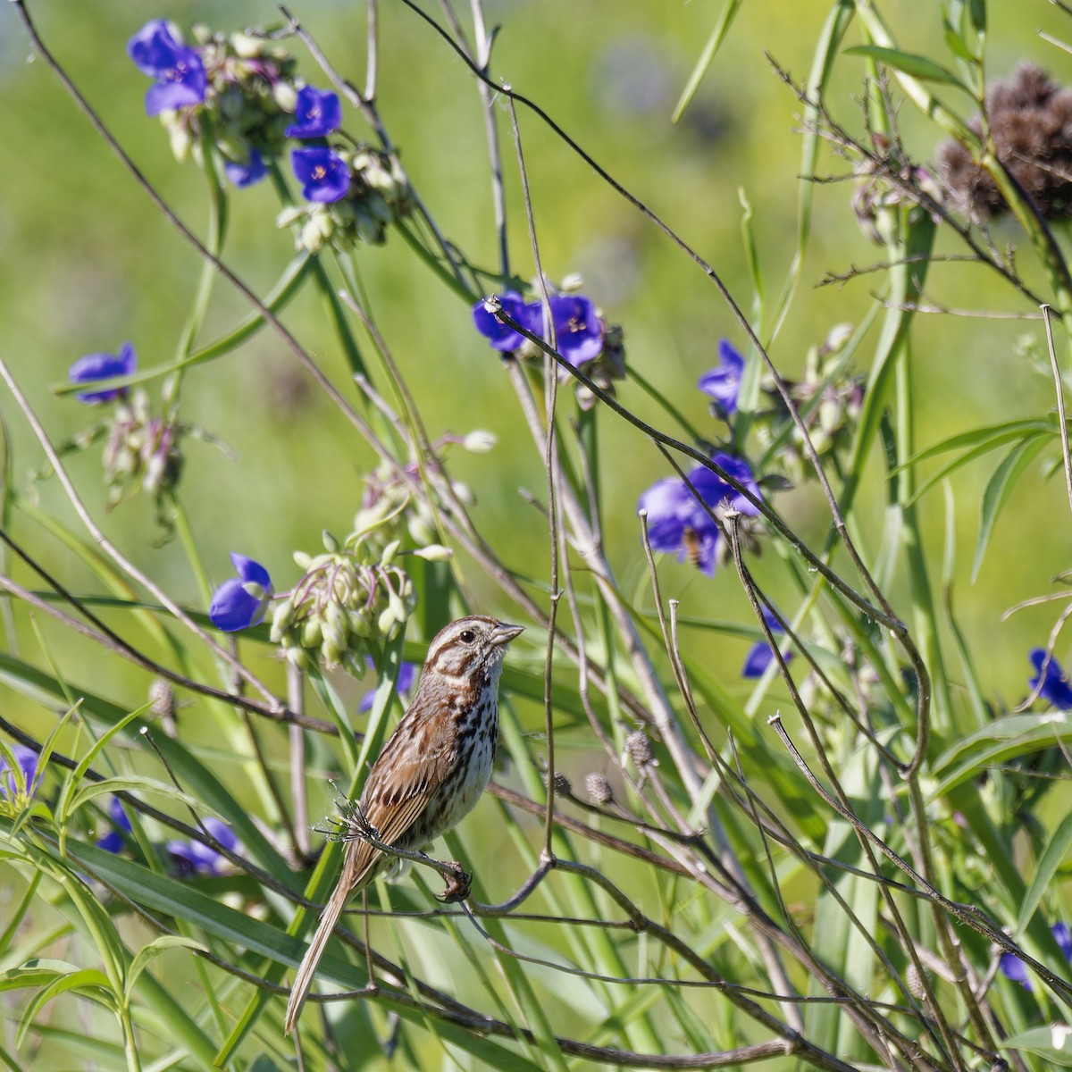 Song Sparrow - ML620416220