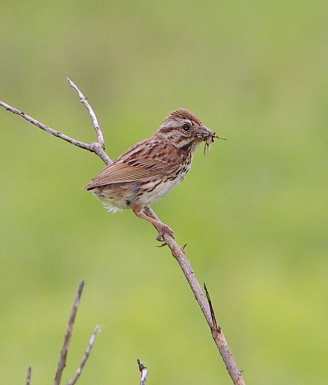 Song Sparrow - ML620416224