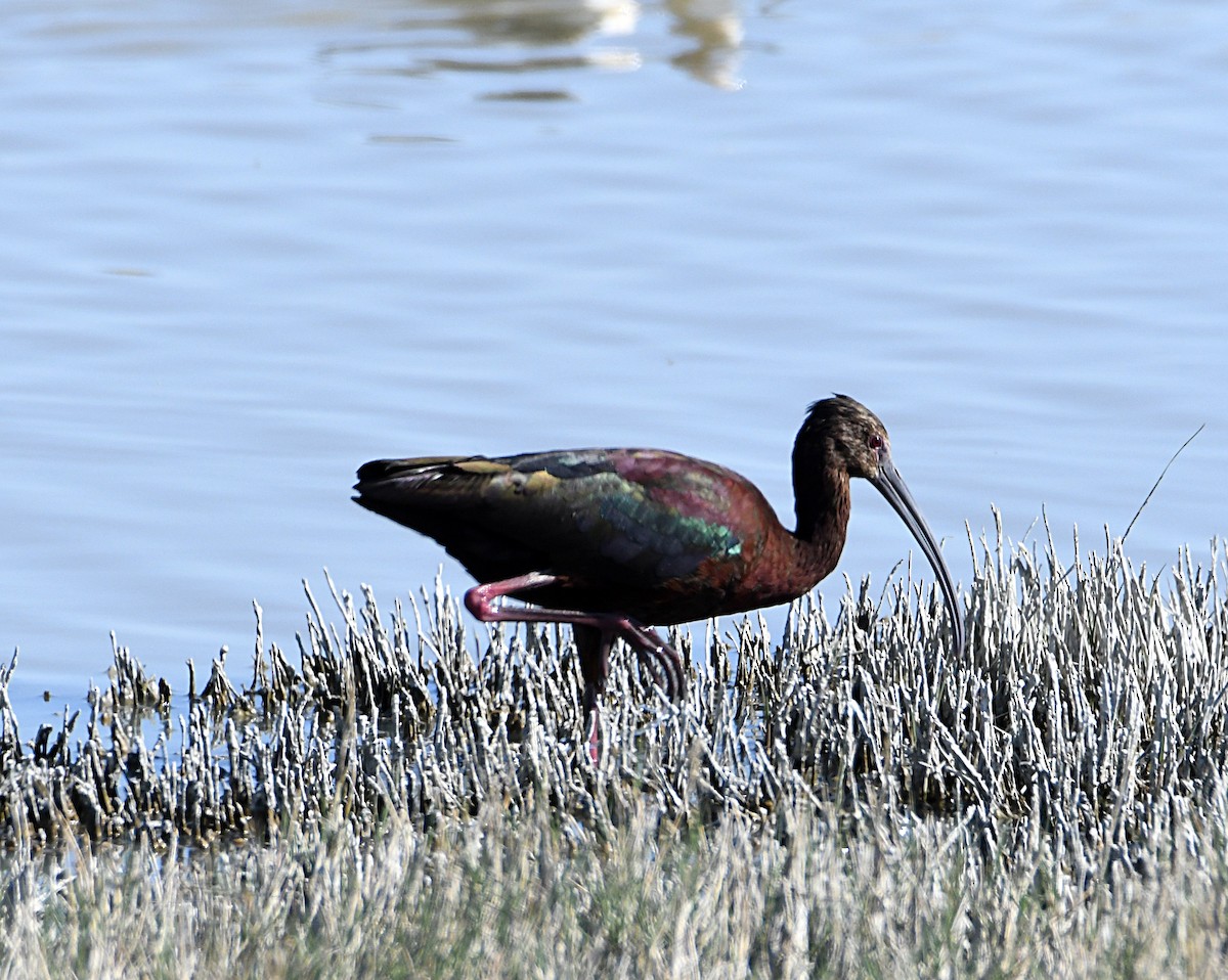 Ibis à face blanche - ML620416237