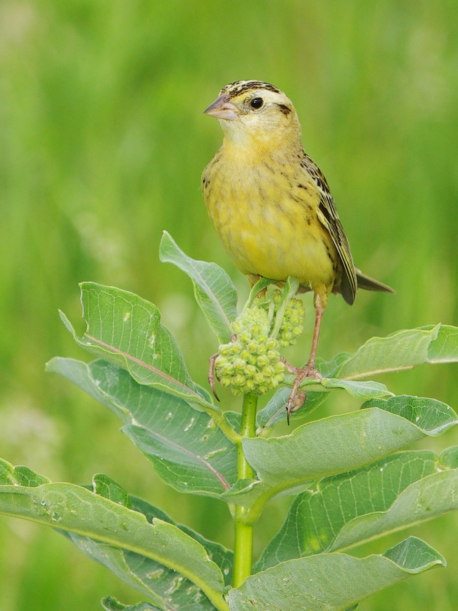 bobolink americký - ML620416245