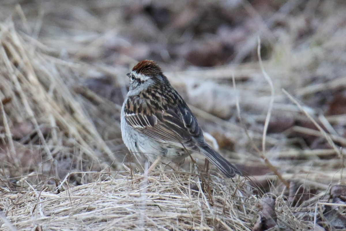 Chipping Sparrow - ML620416246