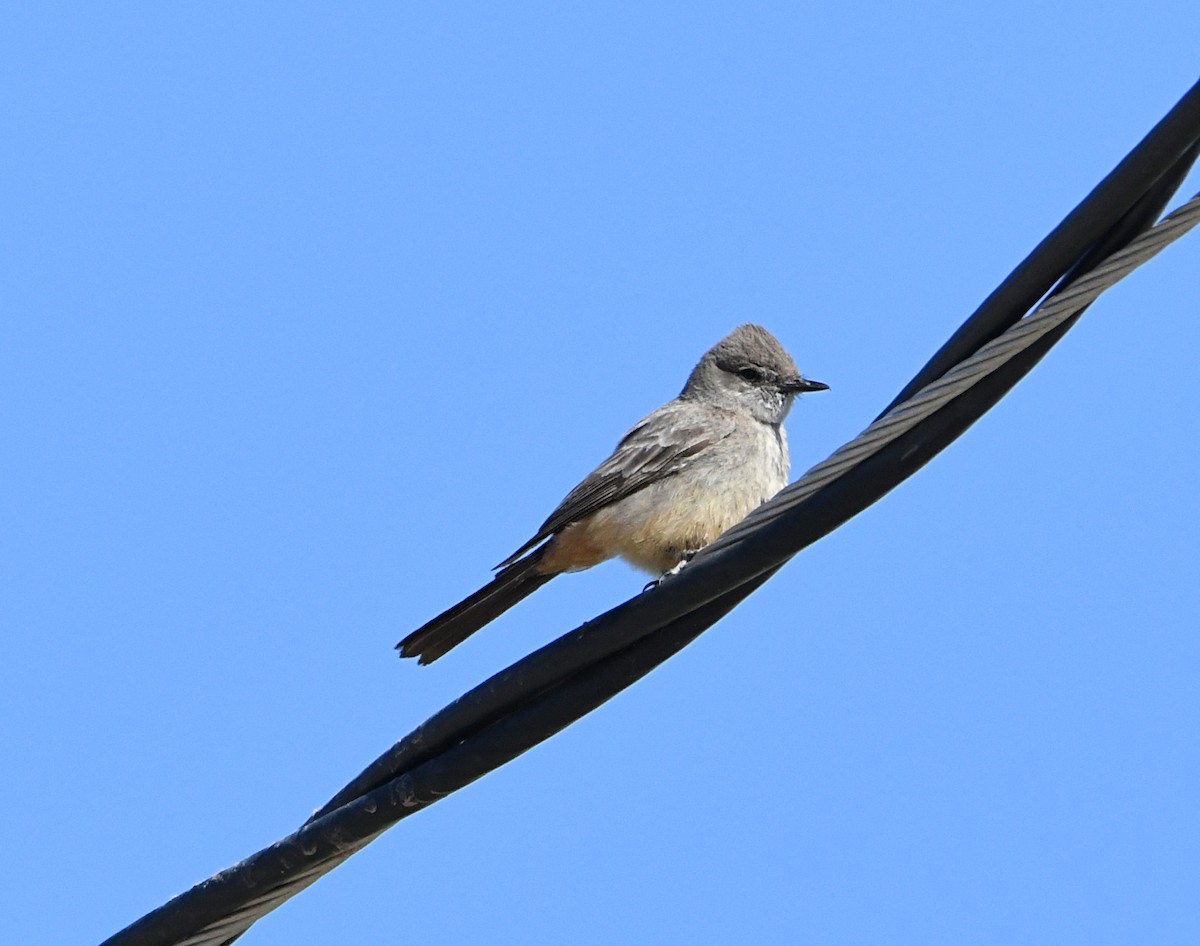 Say's Phoebe - ML620416247