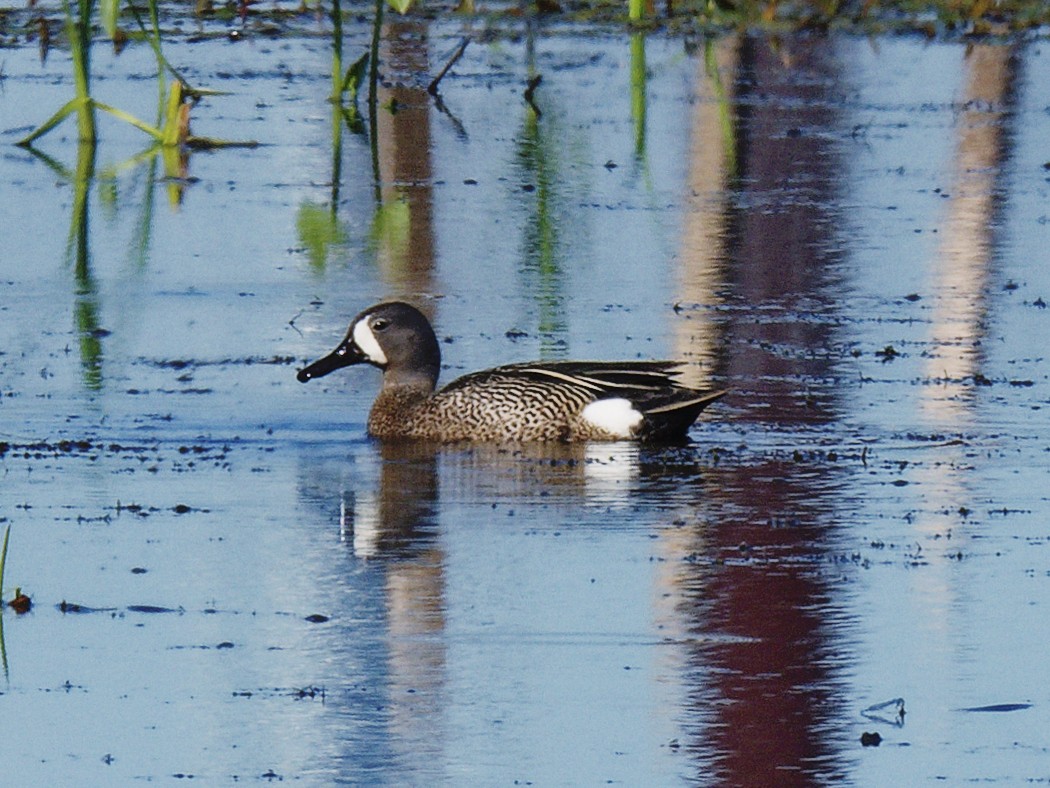 Blue-winged Teal - ML620416252