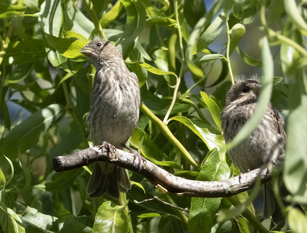 House Finch - ML620416253