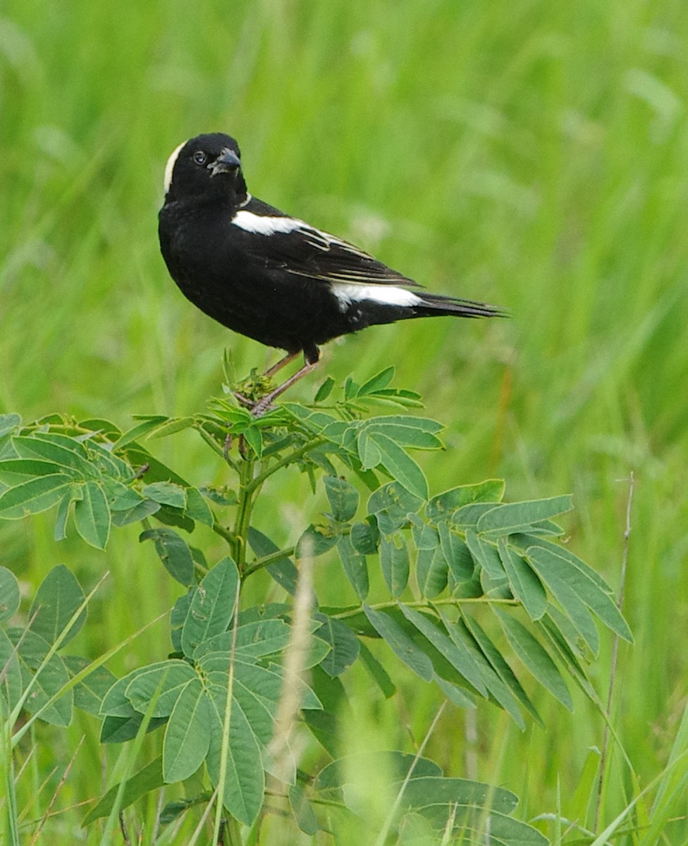 bobolink americký - ML620416255