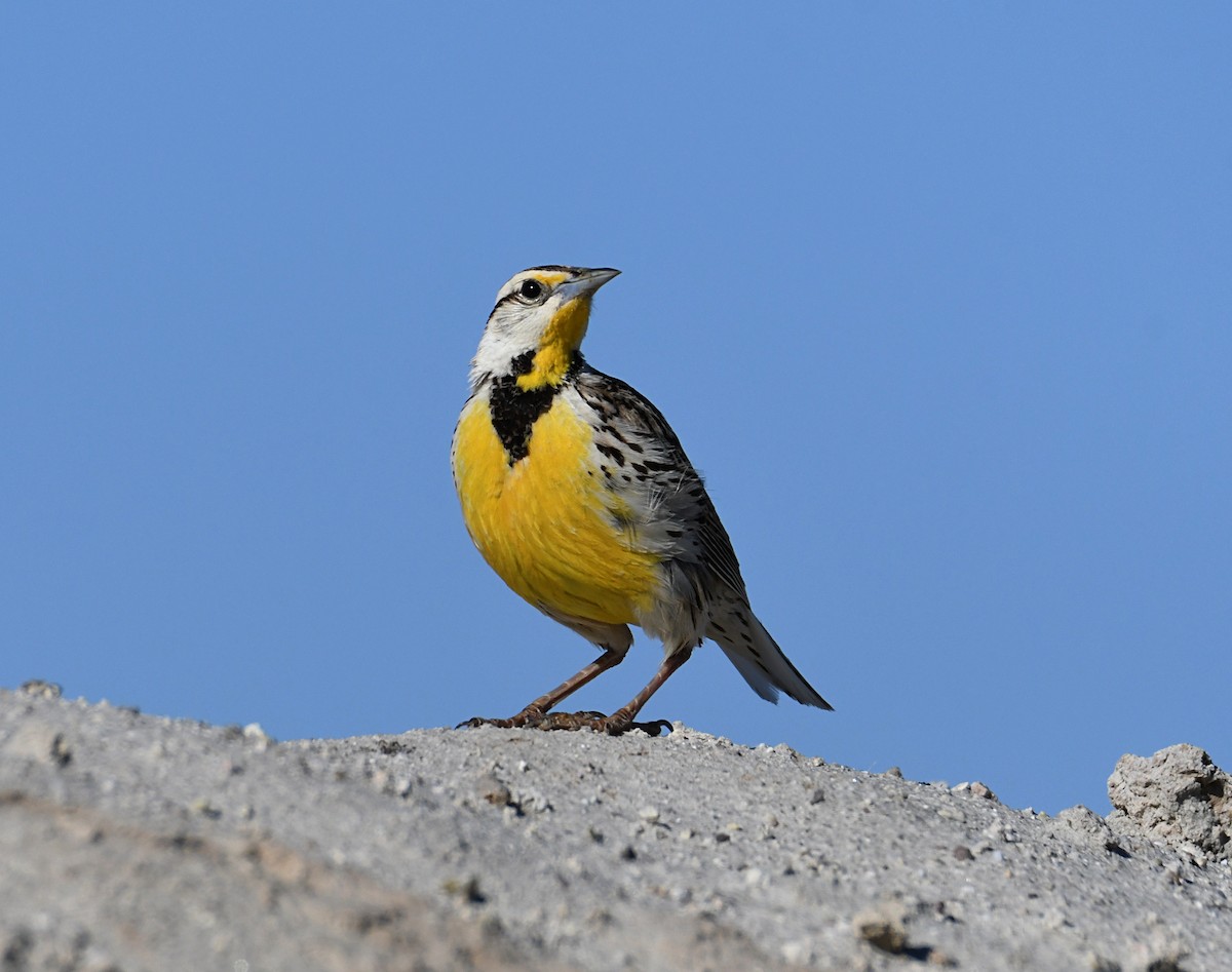 Chihuahuan Meadowlark - ML620416256