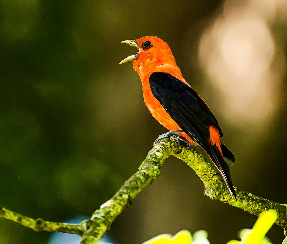 Scarlet Tanager - ML620416263