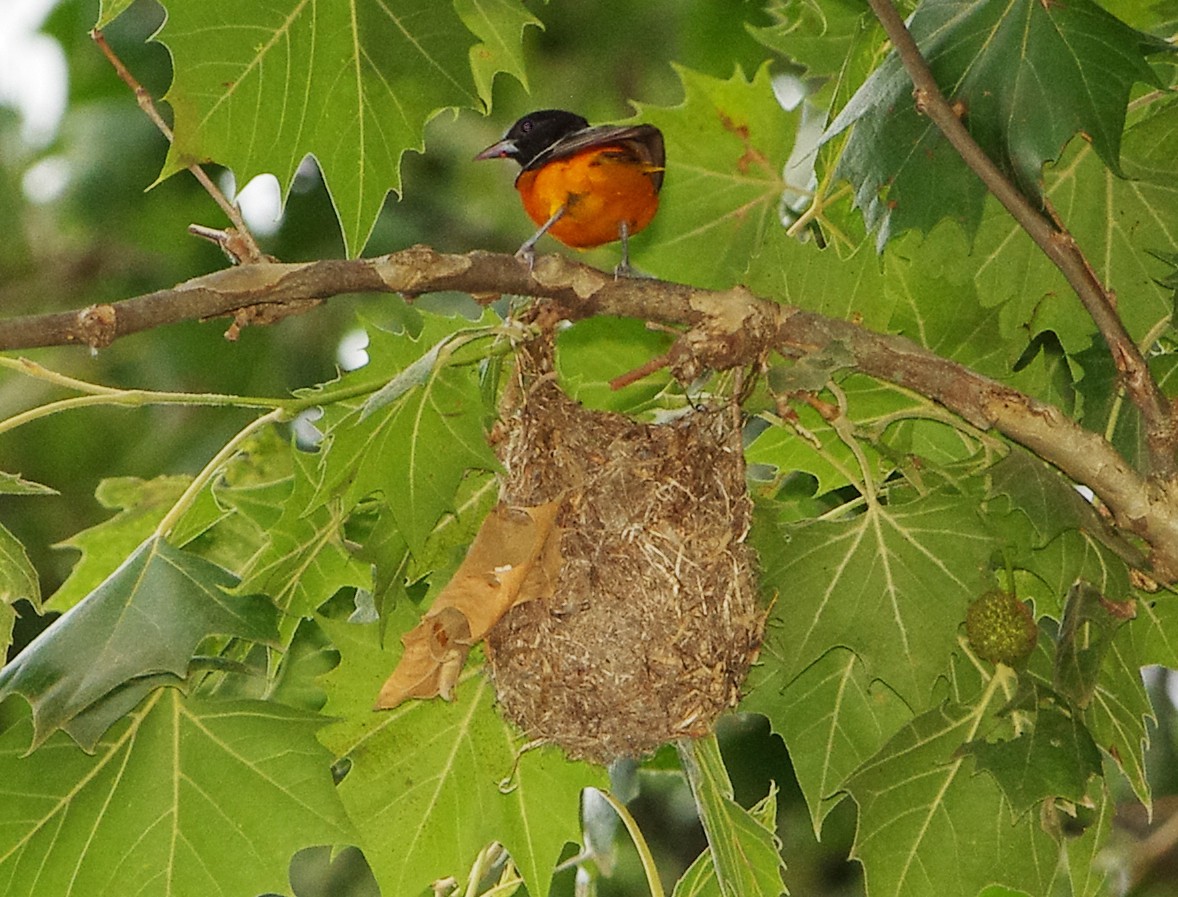 Baltimore Oriole - ML620416277