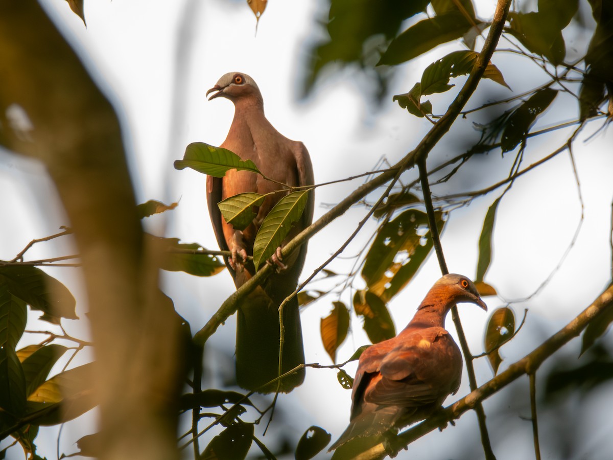 Pigeon marron - ML620416279