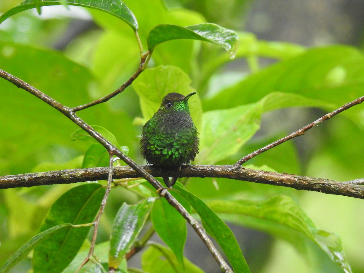 Coppery-headed Emerald - ML620416314