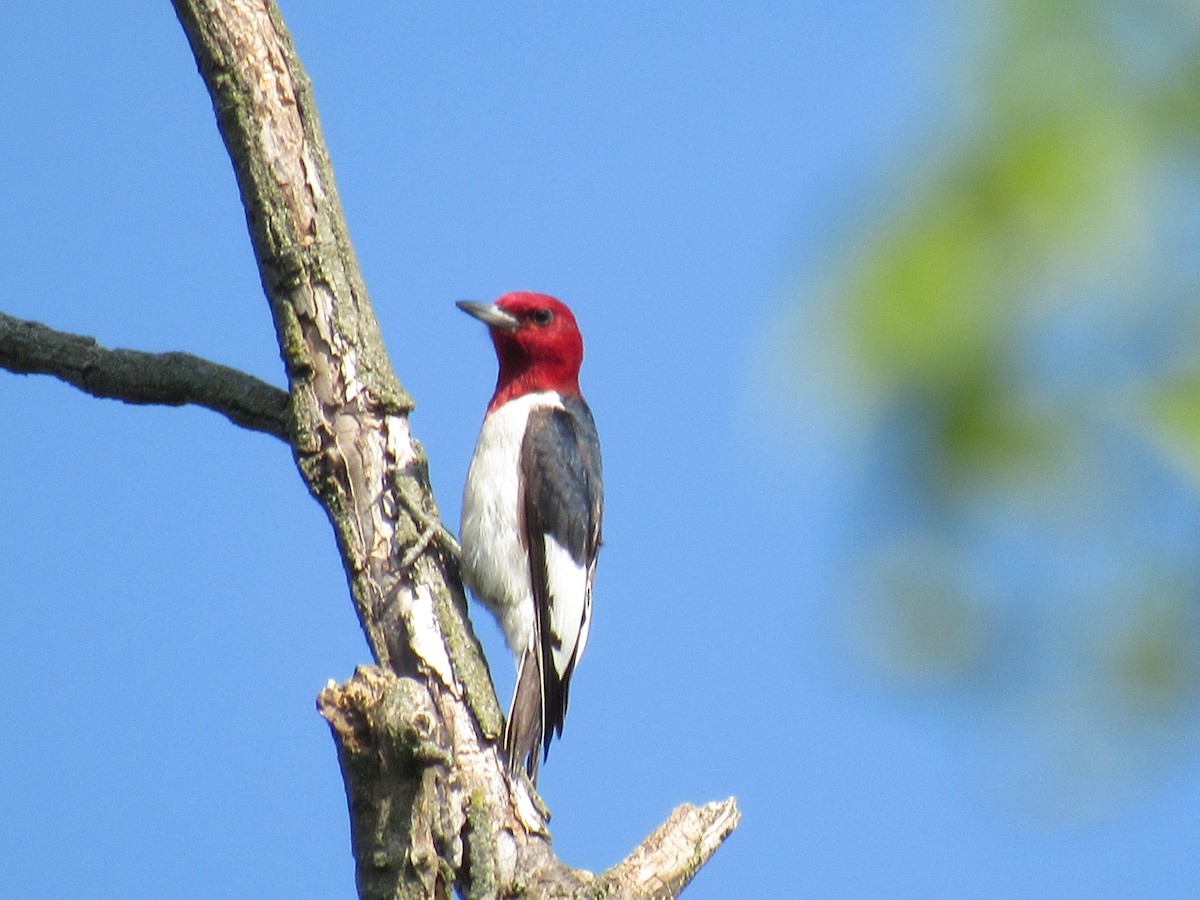 Red-headed Woodpecker - ML620416317
