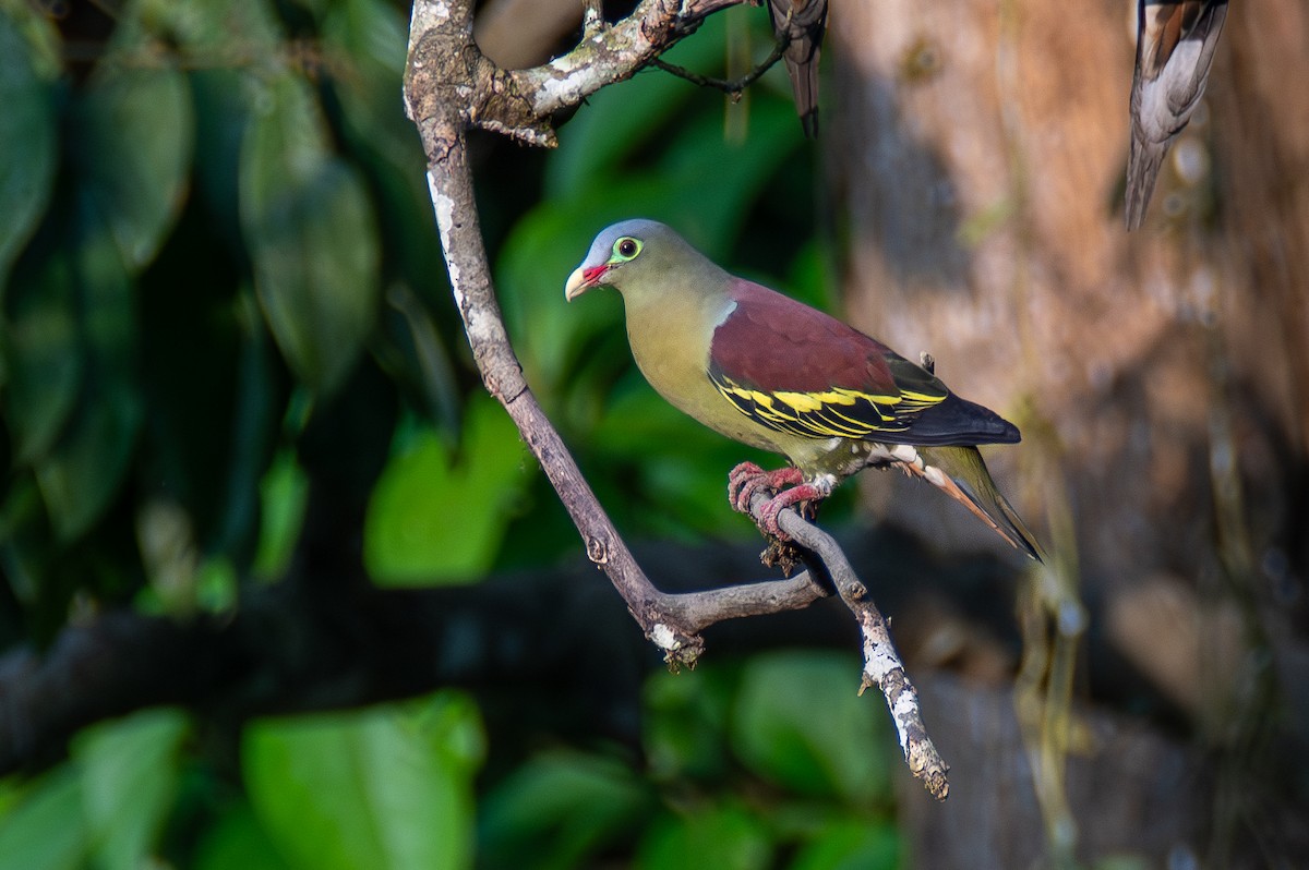 Thick-billed Green-Pigeon - ML620416319