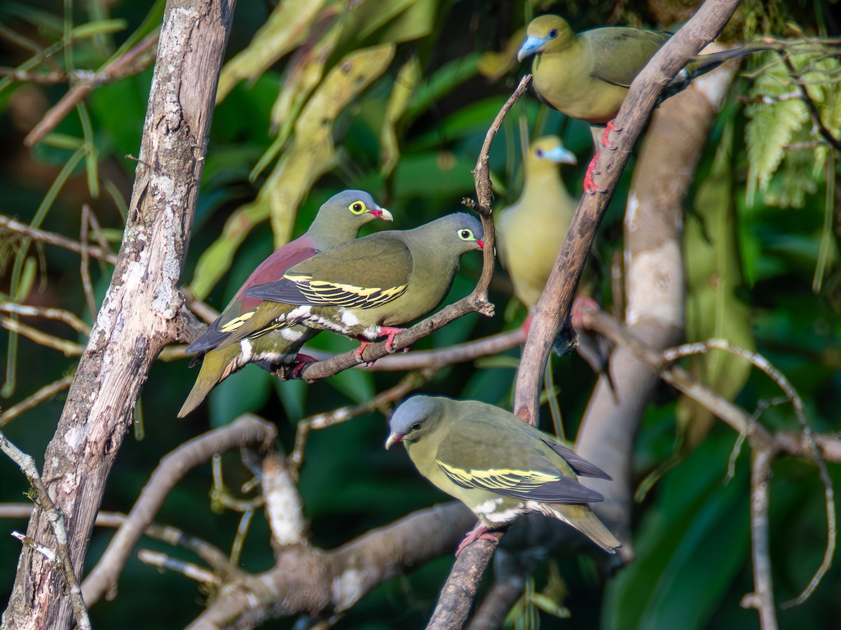 Thick-billed Green-Pigeon - ML620416320