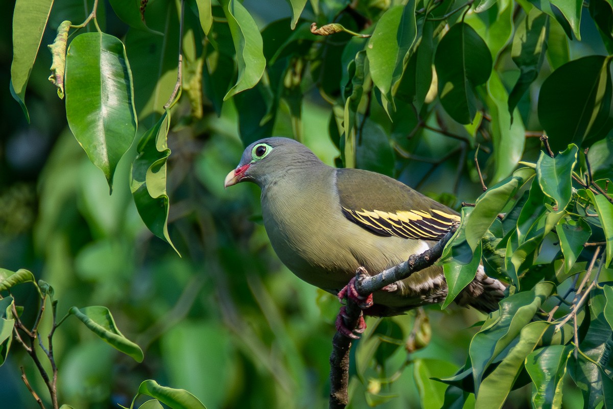 Thick-billed Green-Pigeon - ML620416321