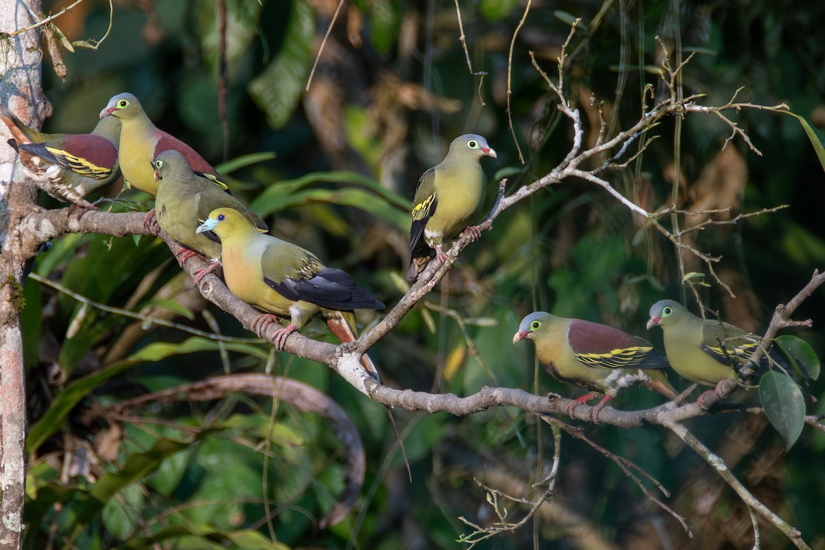 Thick-billed Green-Pigeon - ML620416322