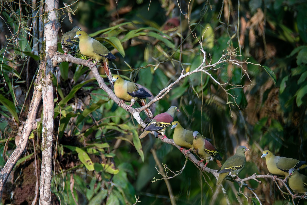 Thick-billed Green-Pigeon - ML620416323