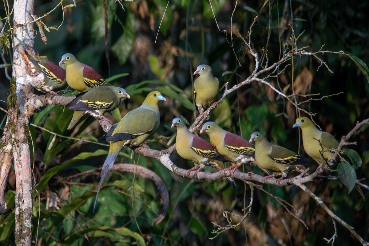 Thick-billed Green-Pigeon - ML620416324